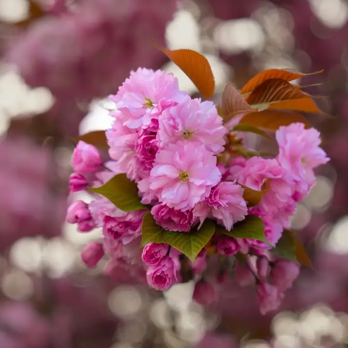 Blush in Bloom