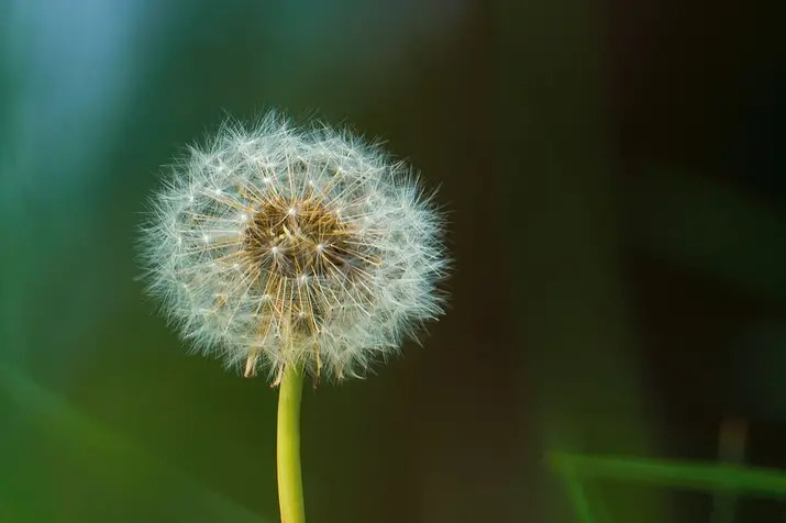 Dreams Ready to Fly