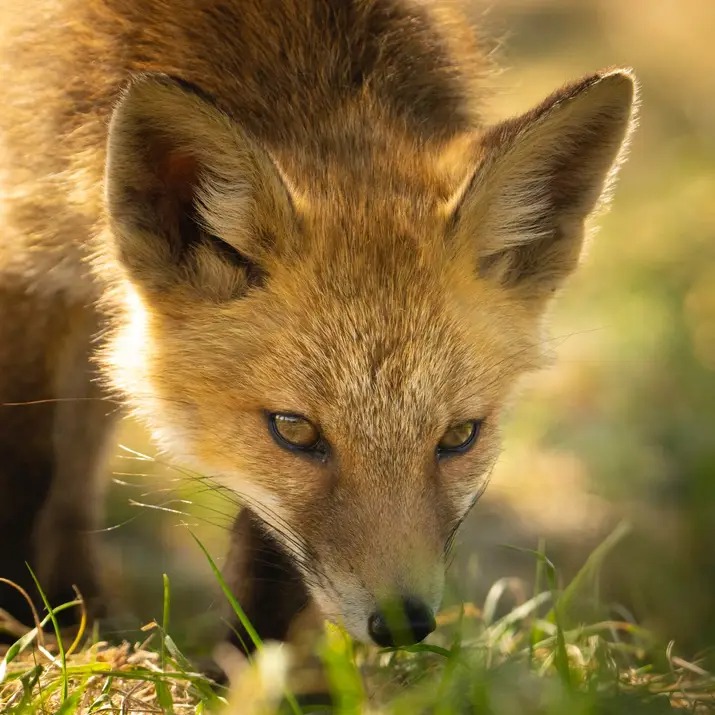 Eyes of the Wild