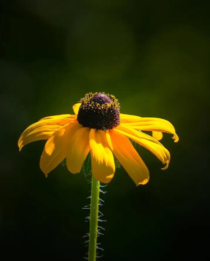 Golden Glow in Silence