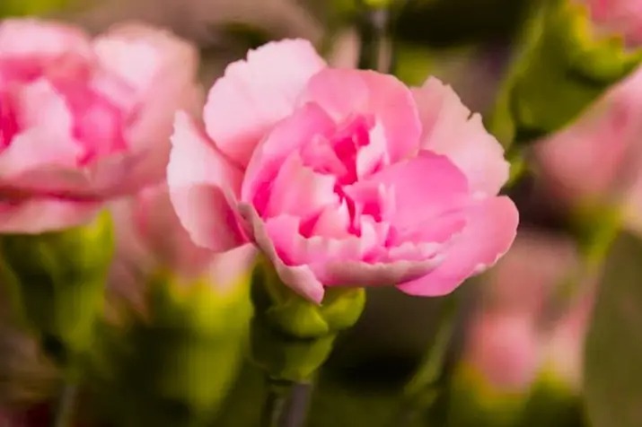 Pink Whisper of Bloom