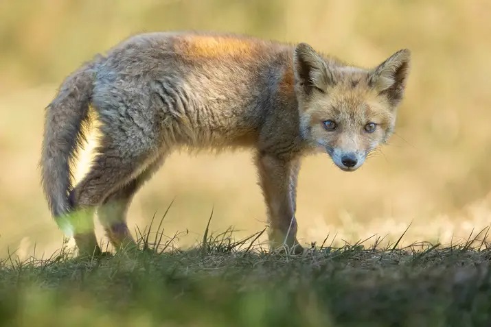 Silent Hunter of Nature