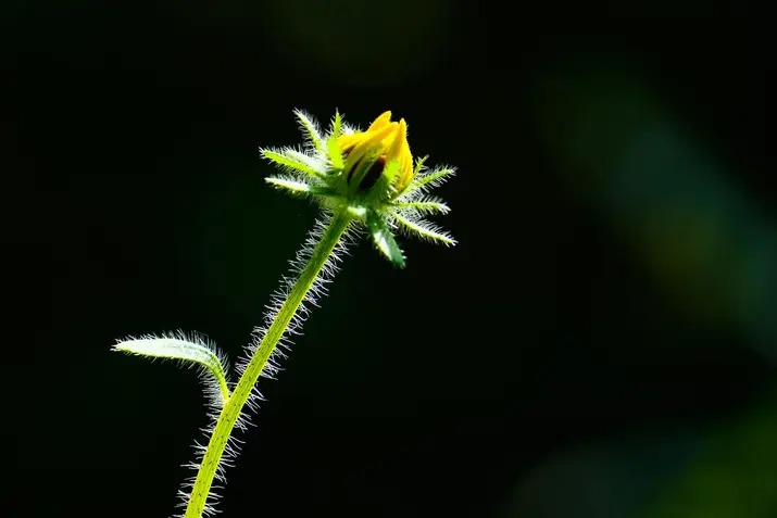 The Beauty Before Bloom