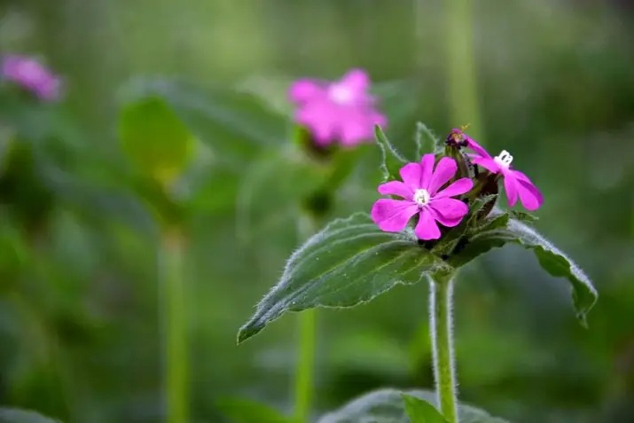 Tiny Blossoms, Endless Beauty