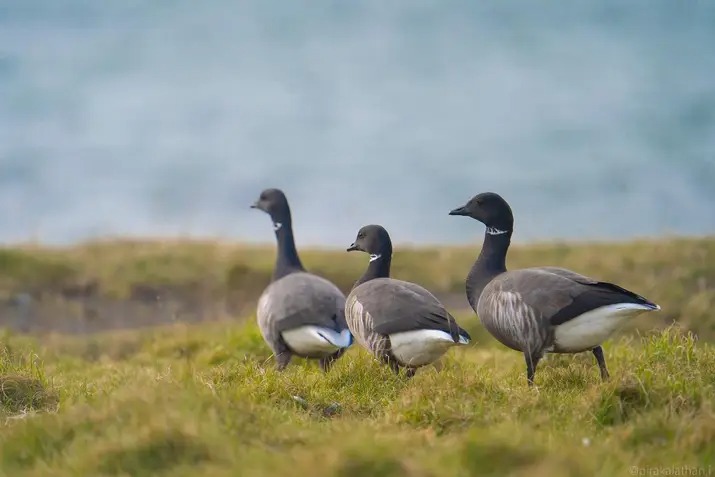 Together in Nature’s Peace
